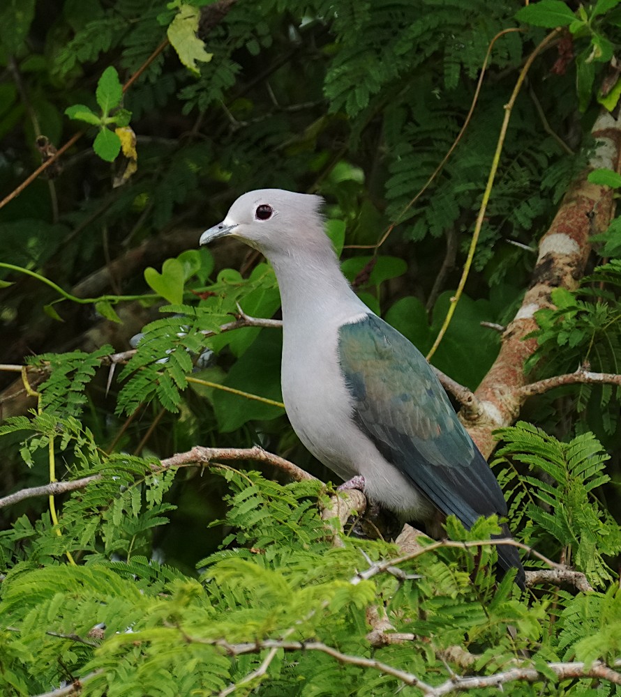 Green Imperial-Pigeon - ML637979903