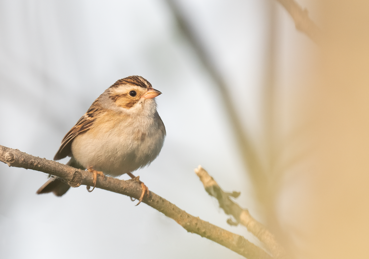 Clay-colored Sparrow - ML637979905