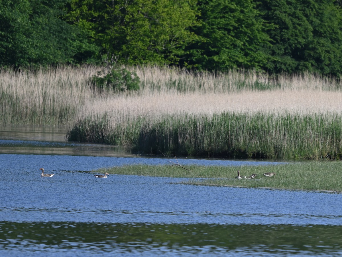 Graylag Goose - ML637979907