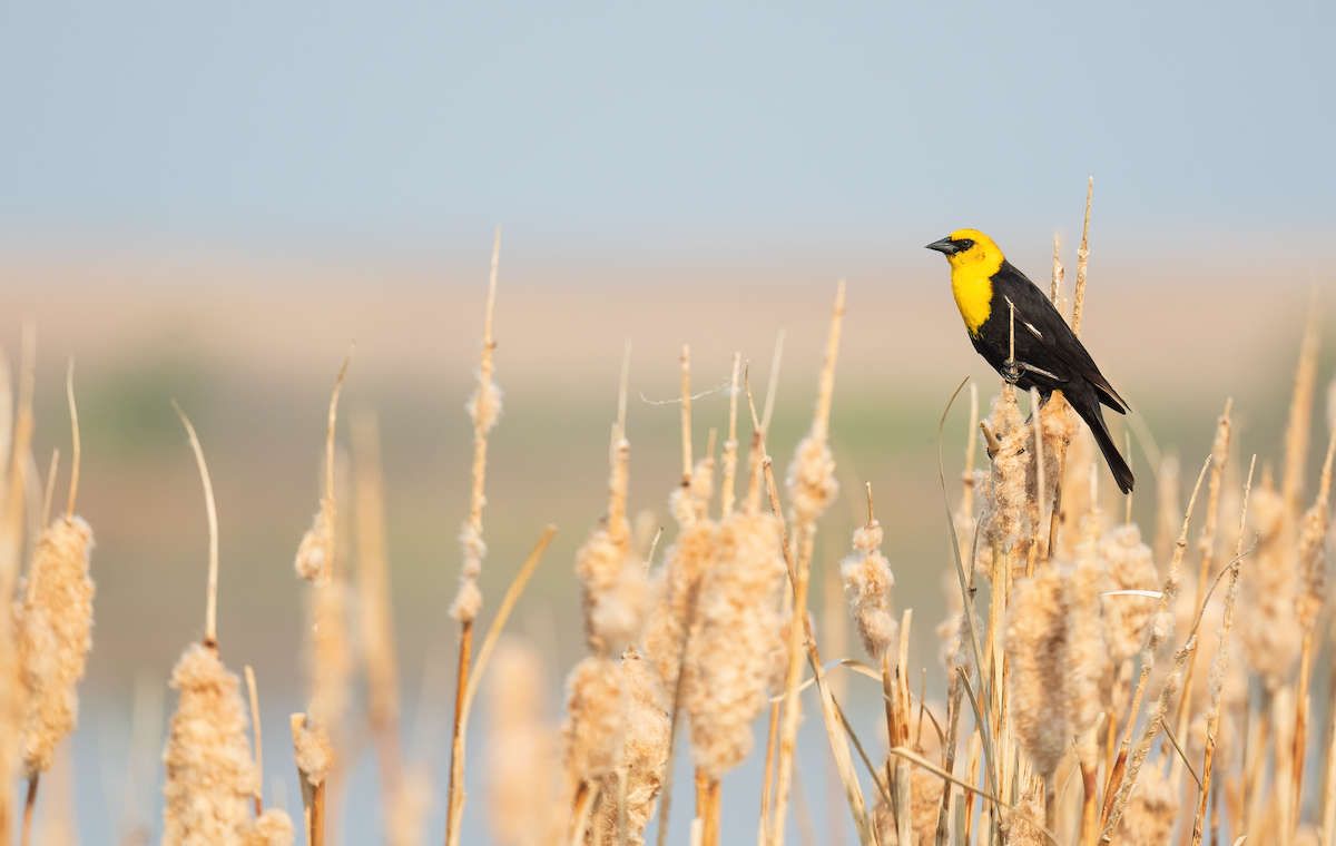 Yellow-headed Blackbird - ML637979911
