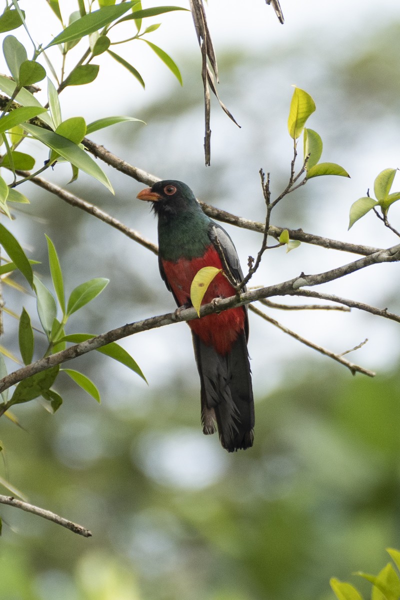 Slaty-tailed Trogon - ML637979969