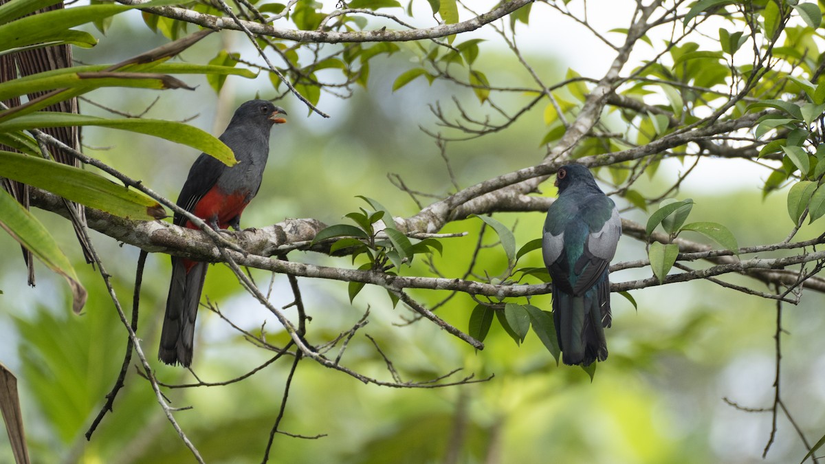 Slaty-tailed Trogon - ML637979970