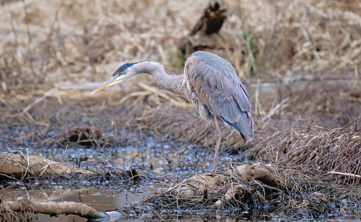 Great Blue Heron (Great Blue) - ML637979971