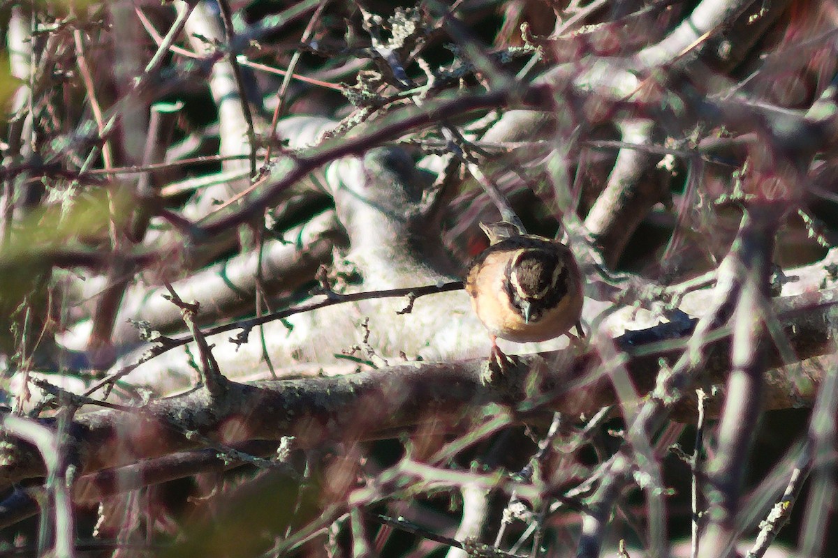 Black-throated Accentor - ML637979975