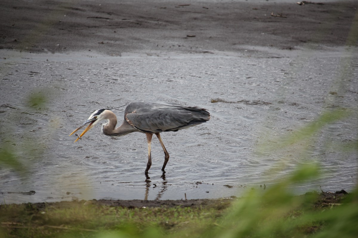 Great Blue Heron - ML637979976