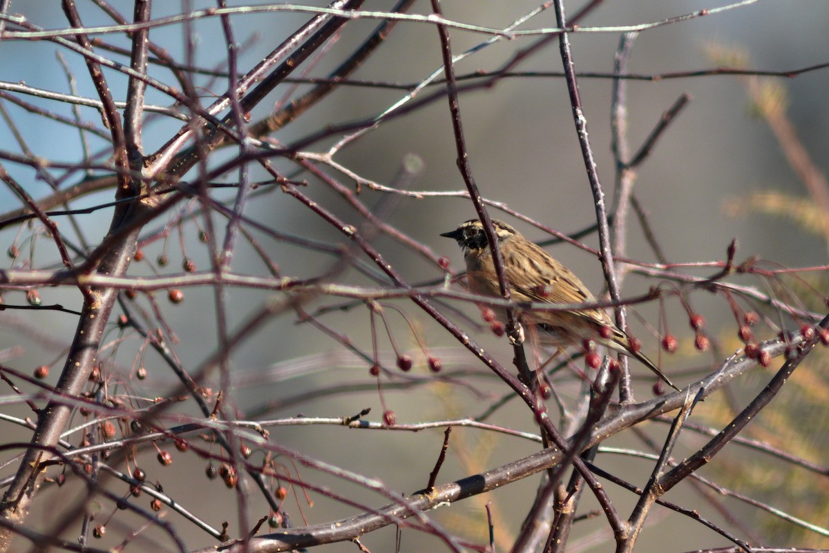 Black-throated Accentor - ML637979977
