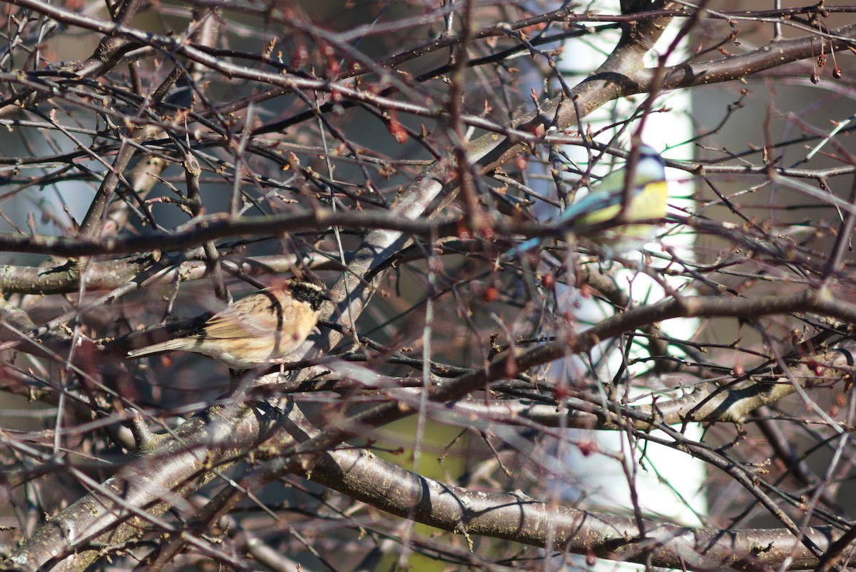 Black-throated Accentor - ML637979978