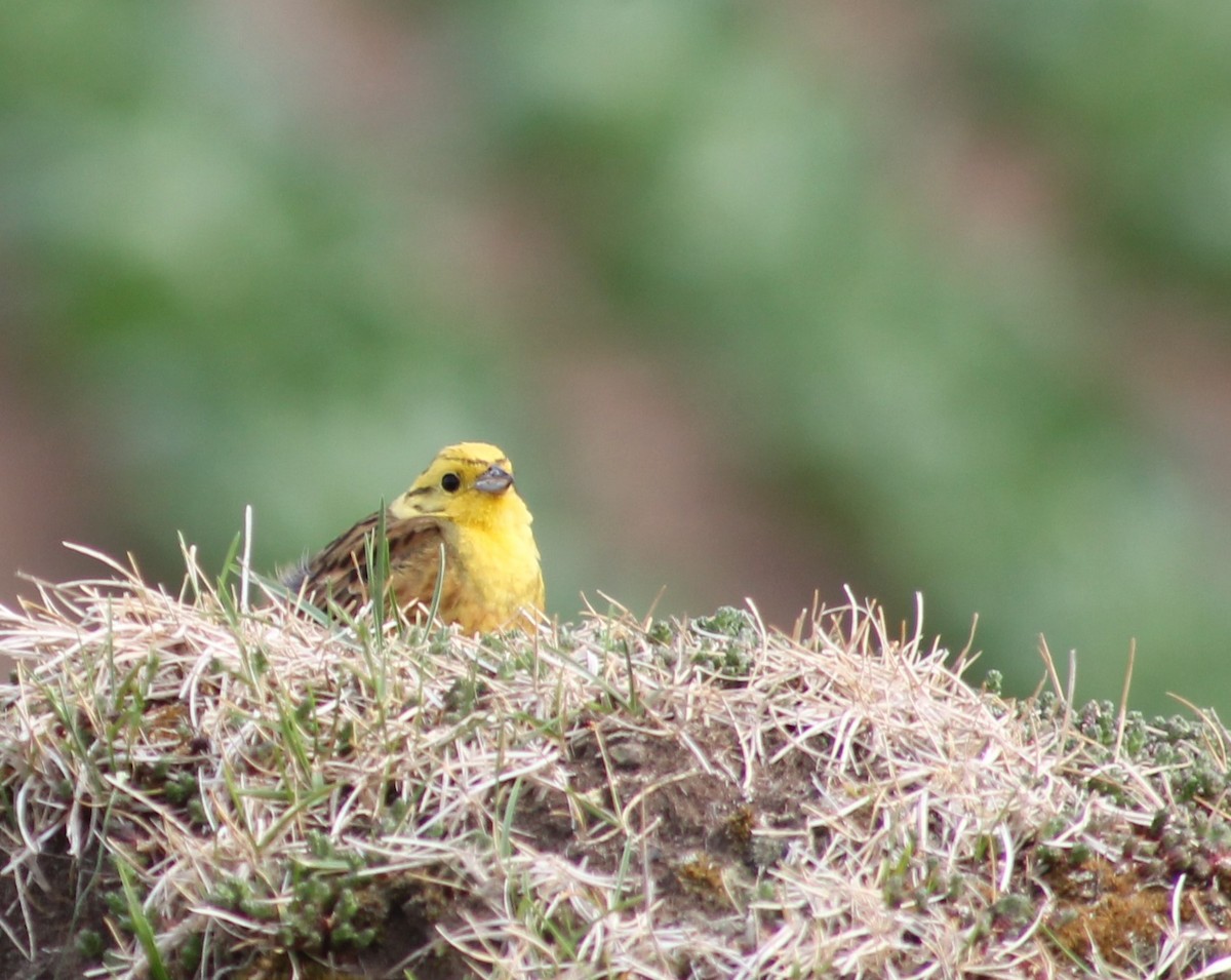 Yellowhammer - ML637979984