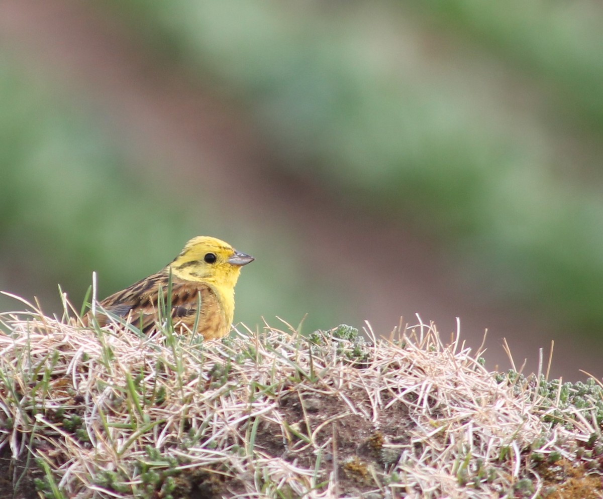 Yellowhammer - ML637979985