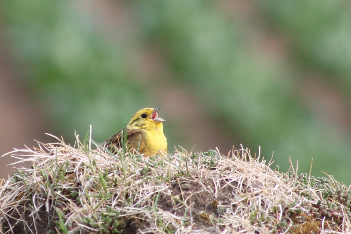 Yellowhammer - ML637979986