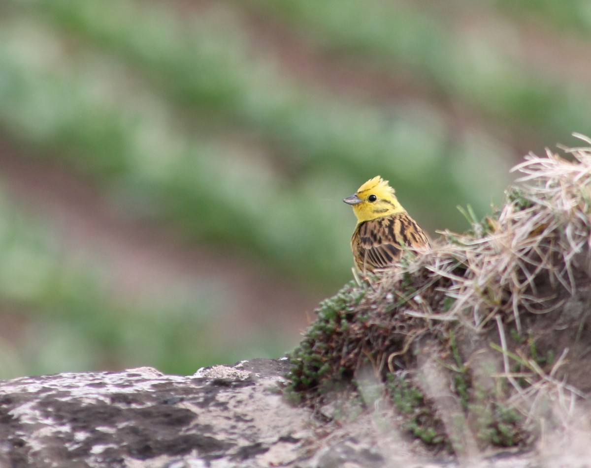Yellowhammer - ML637979987