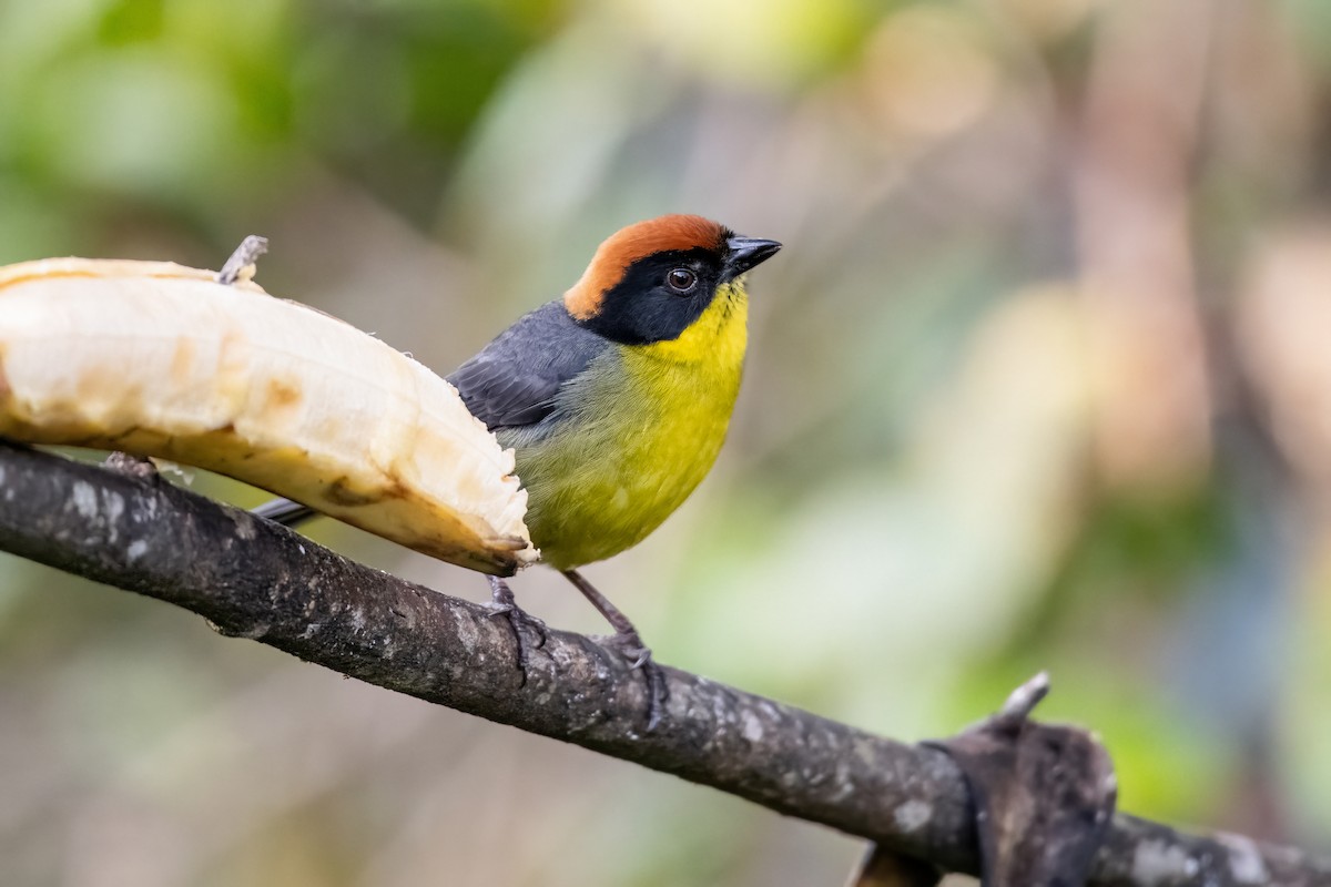 Yellow-breasted Brushfinch (Yellow-breasted) - ML637980002