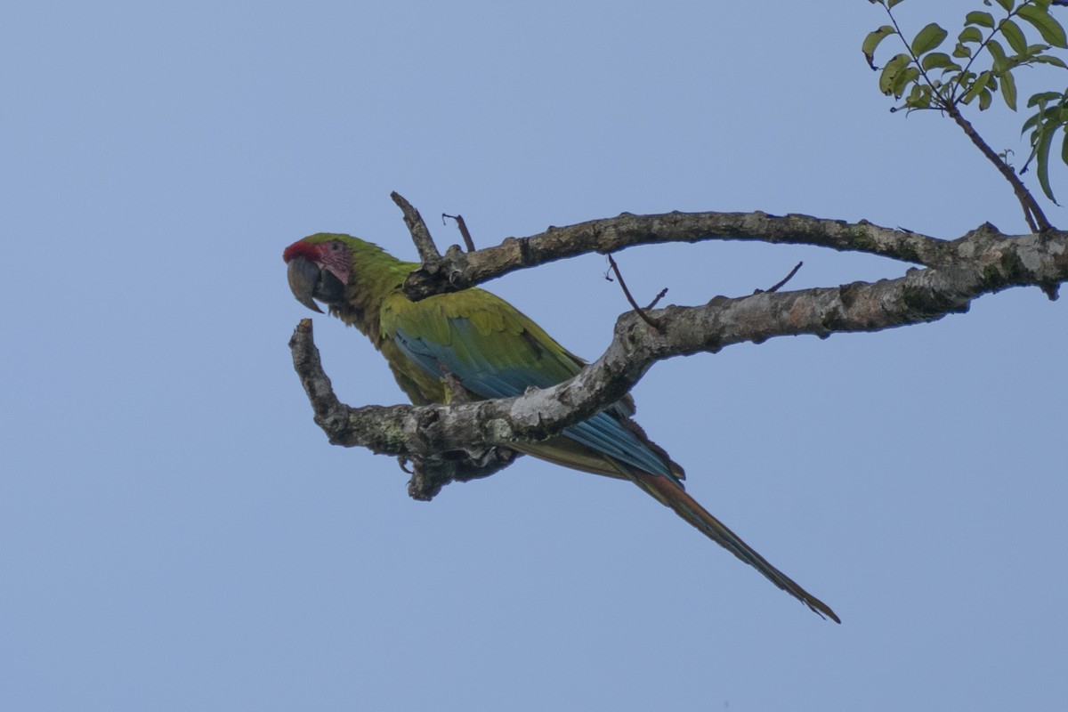 Great Green Macaw - ML637980003