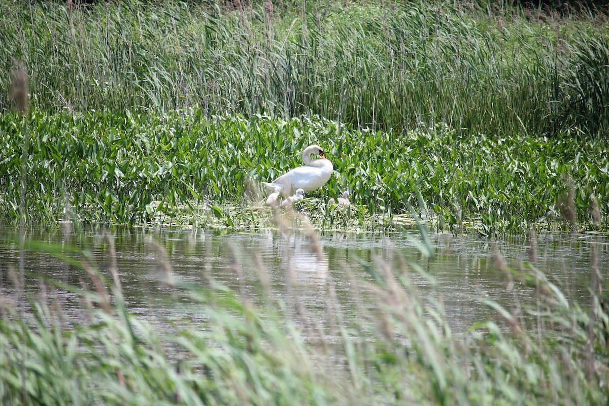 Mute Swan - ML637980026