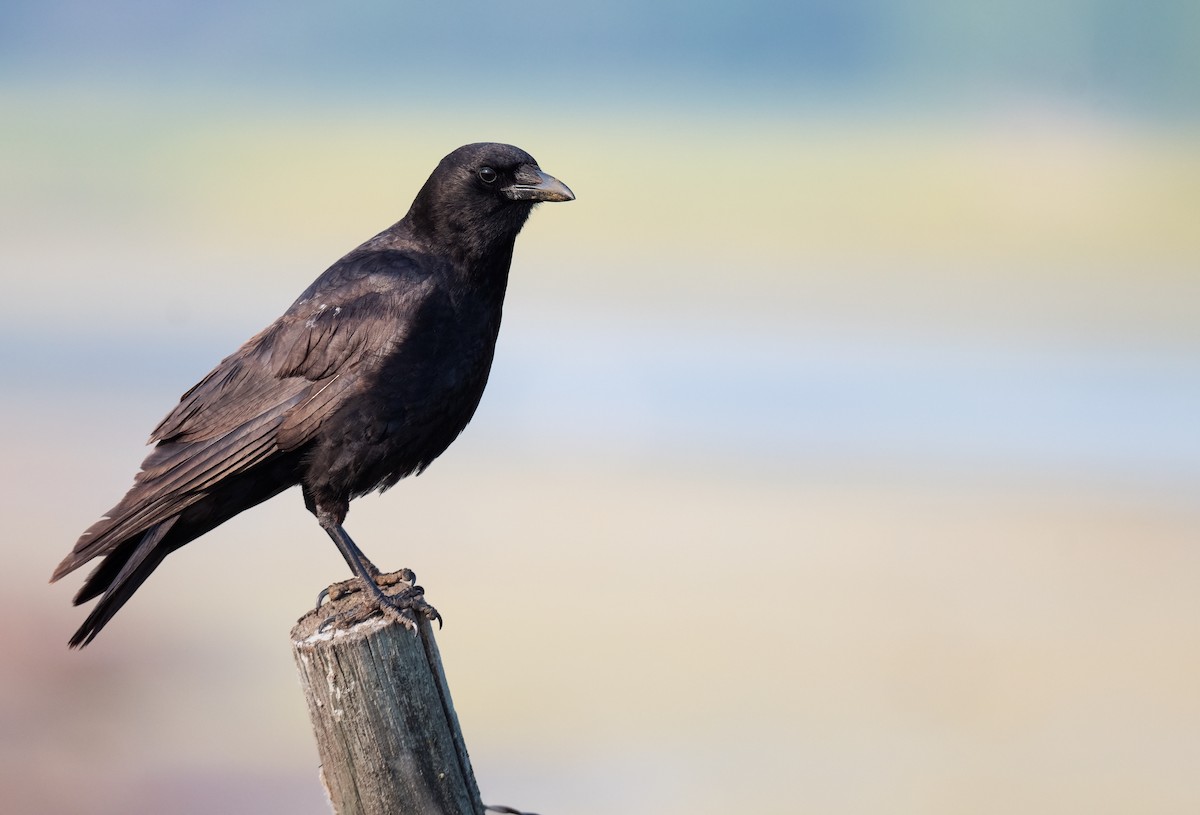 American Crow - ML637980028