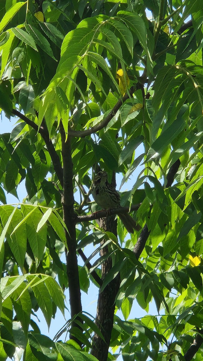 Song Sparrow - ML637980030