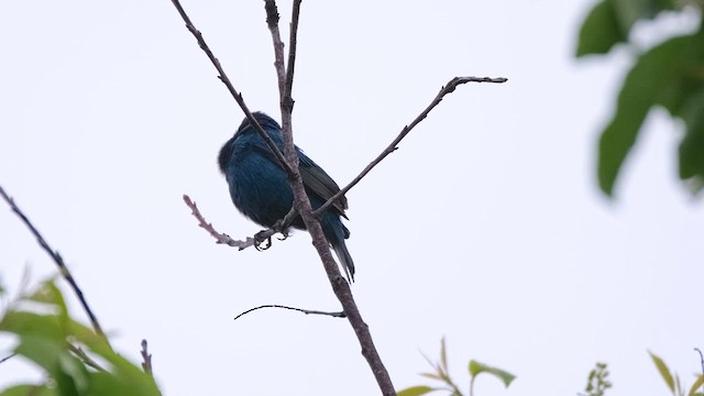 Indigo Bunting - ML637980065