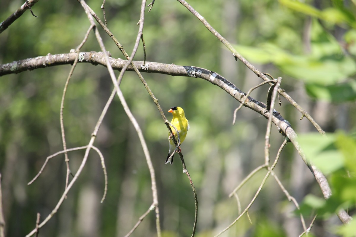 American Goldfinch - ML637980067