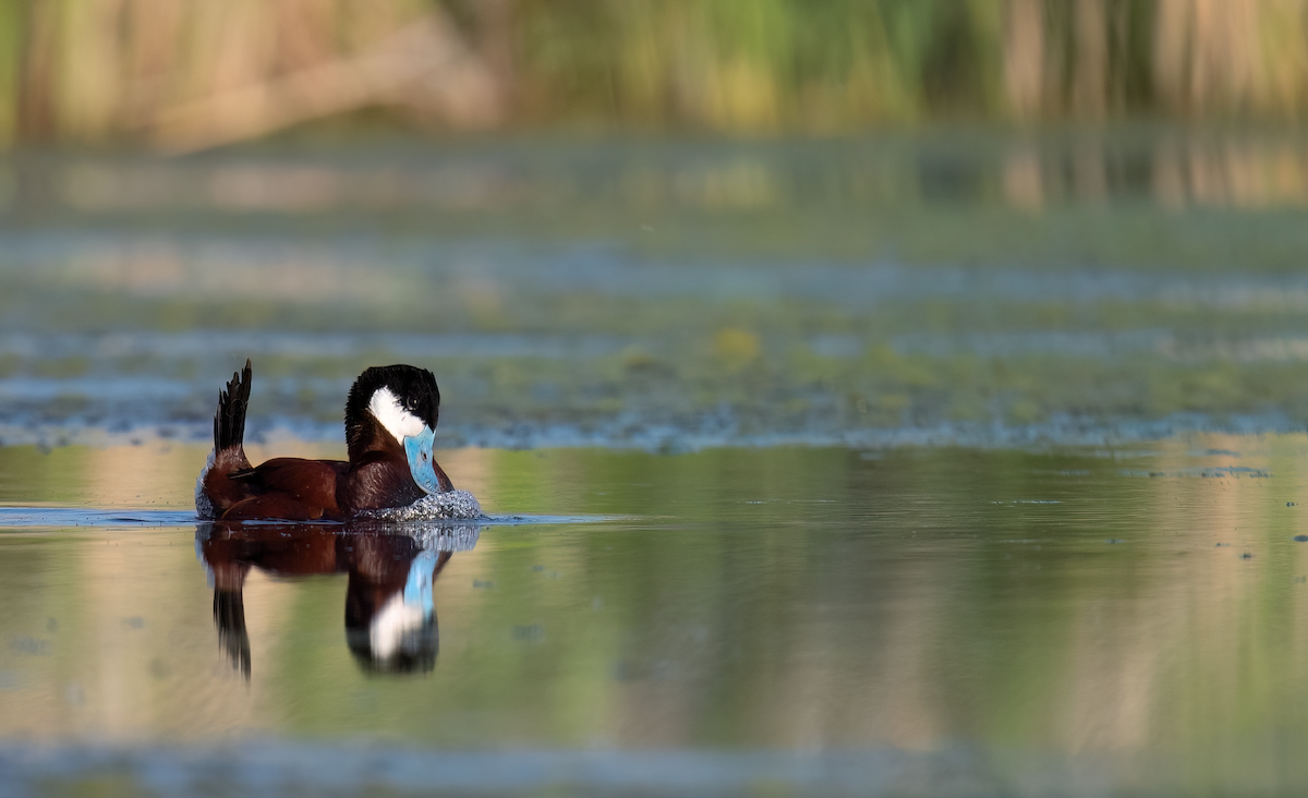 Ruddy Duck - ML637980073