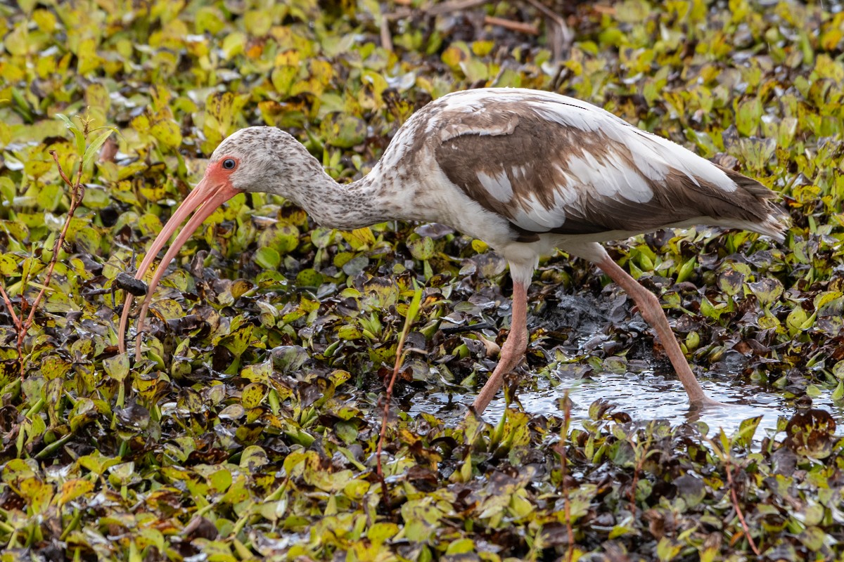 White Ibis - ML637980092