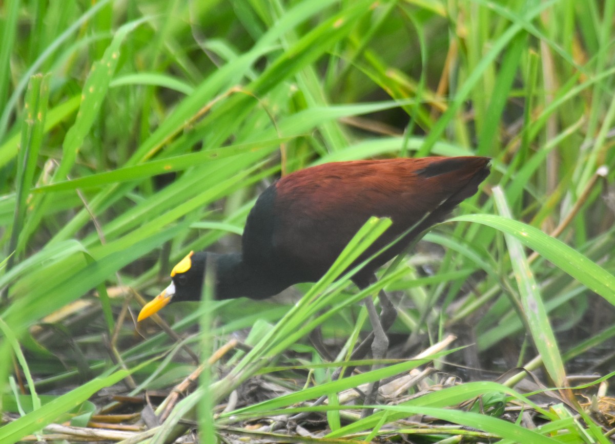 Jacana du Mexique - ML637980093