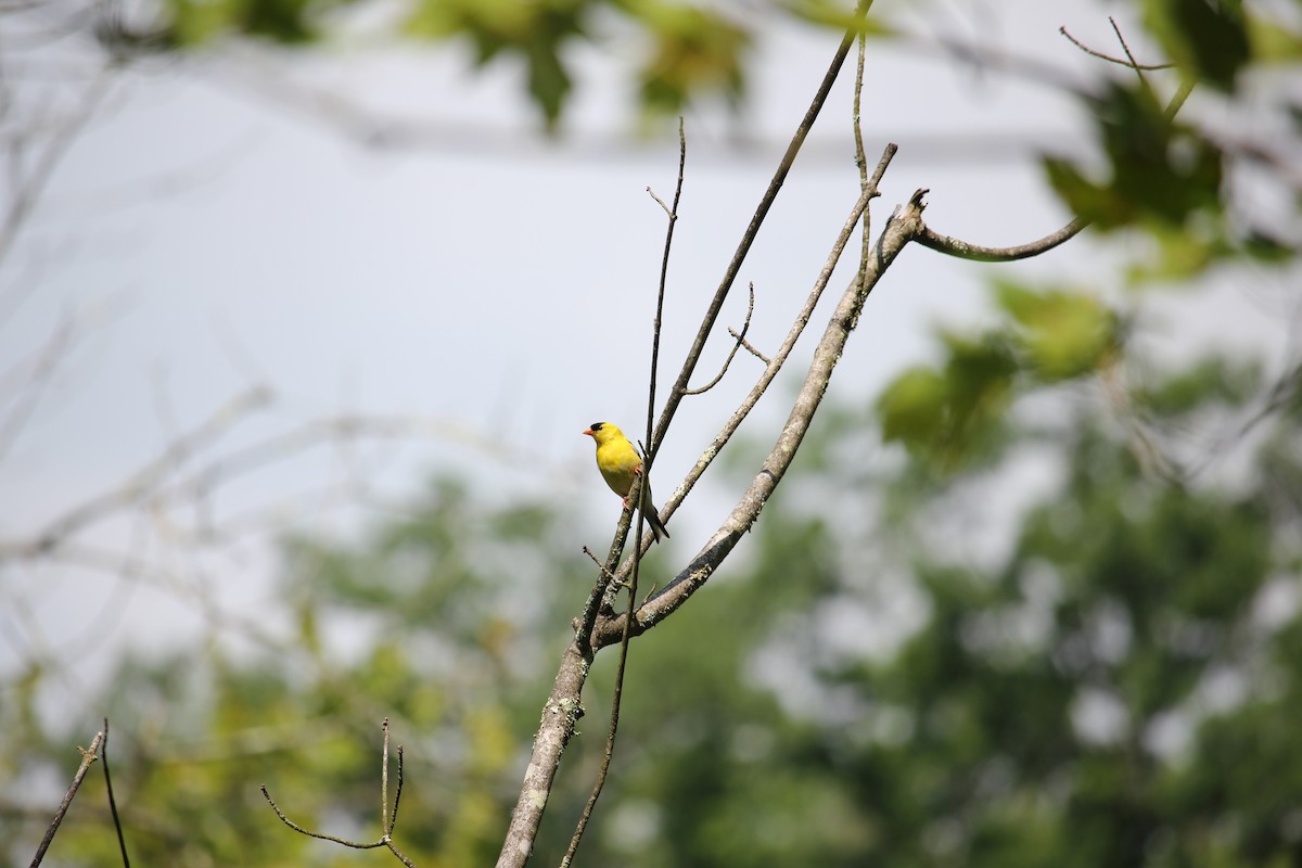 American Goldfinch - ML637980105