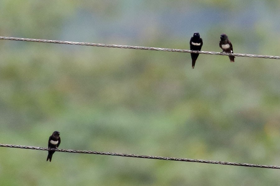 White-banded Swallow - ML637980116