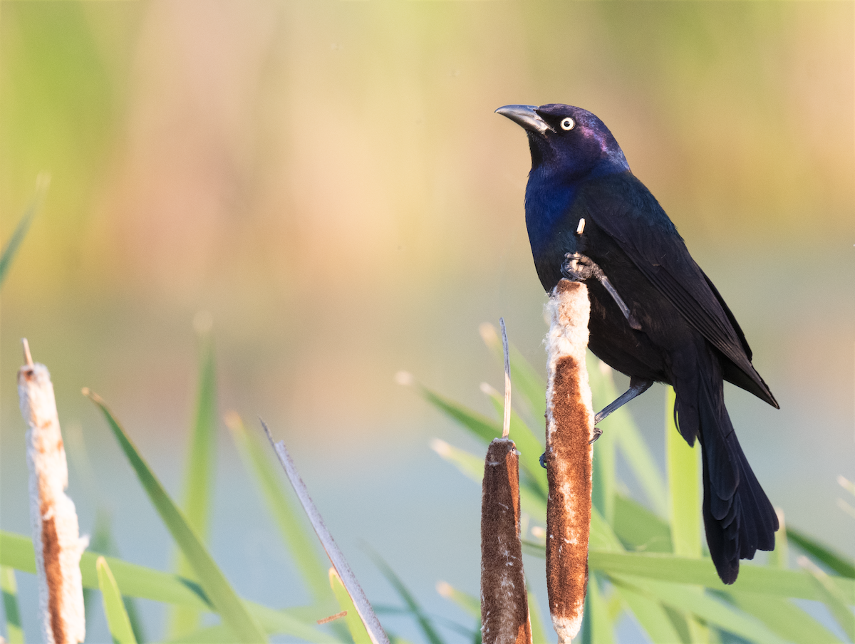 Common Grackle - ML637980119