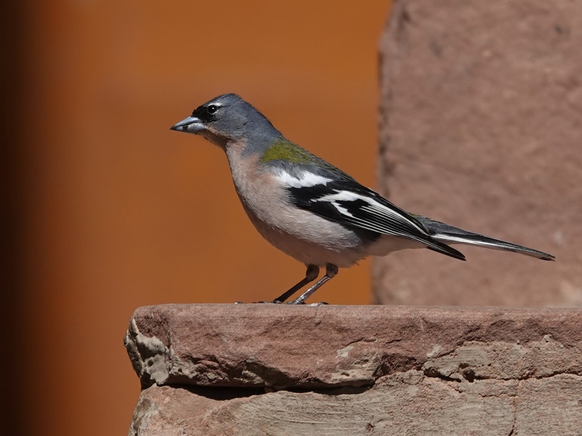 African Chaffinch - ML637980130
