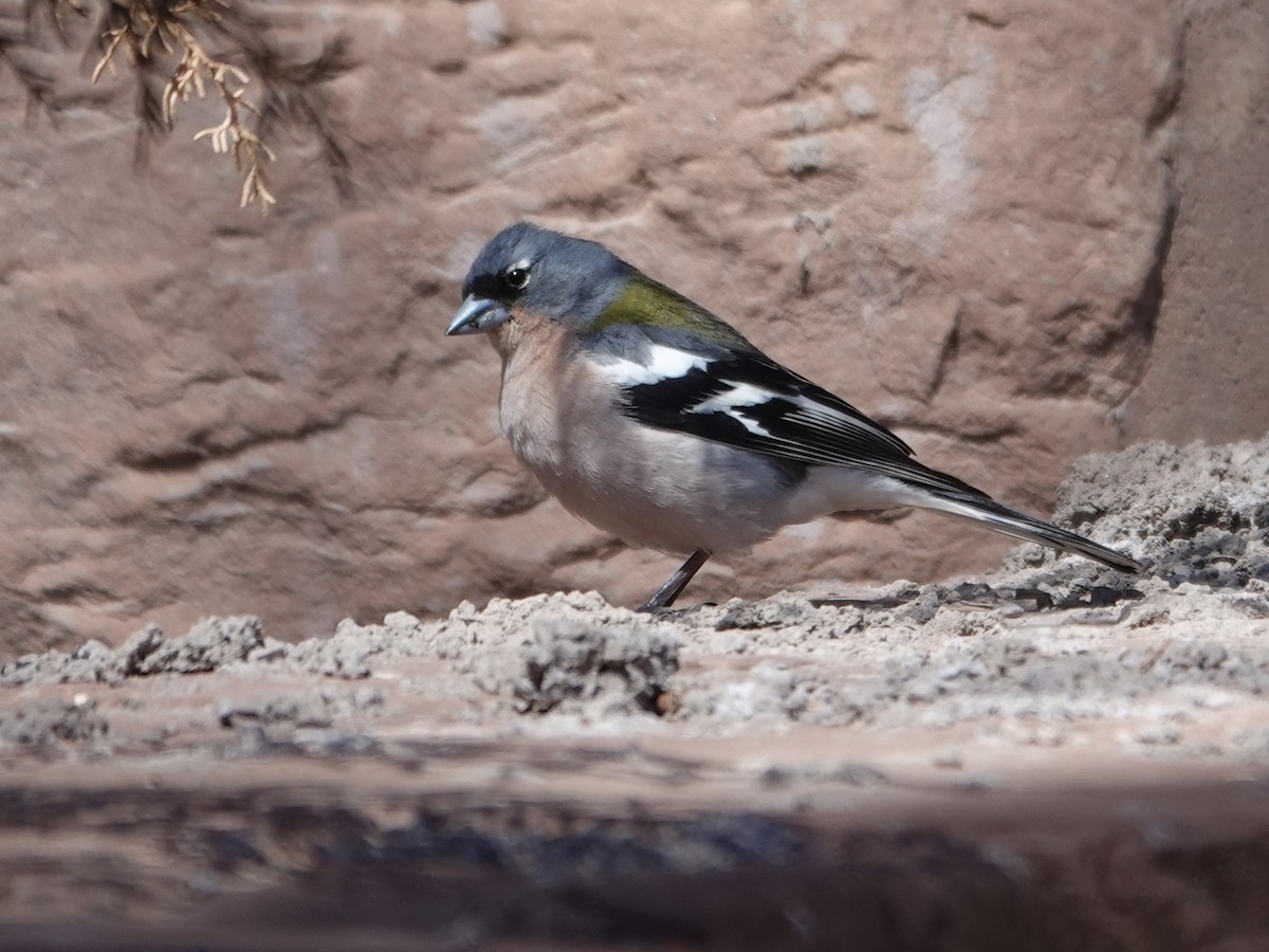 African Chaffinch - ML637980132