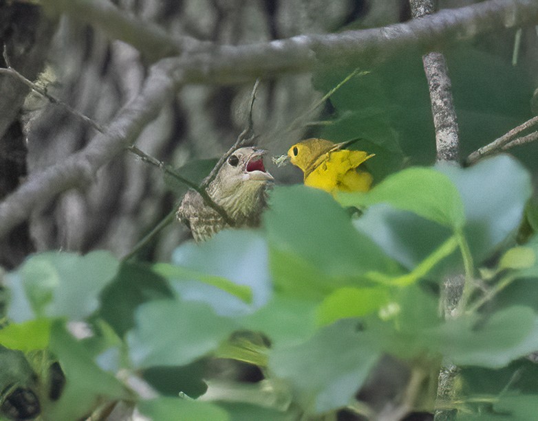 Paruline jaune - ML637980135