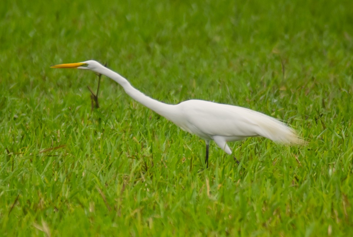 Grande Aigrette - ML637980159