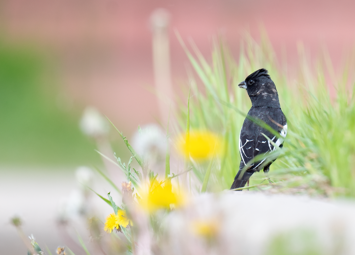 Lark Bunting - ML637980190