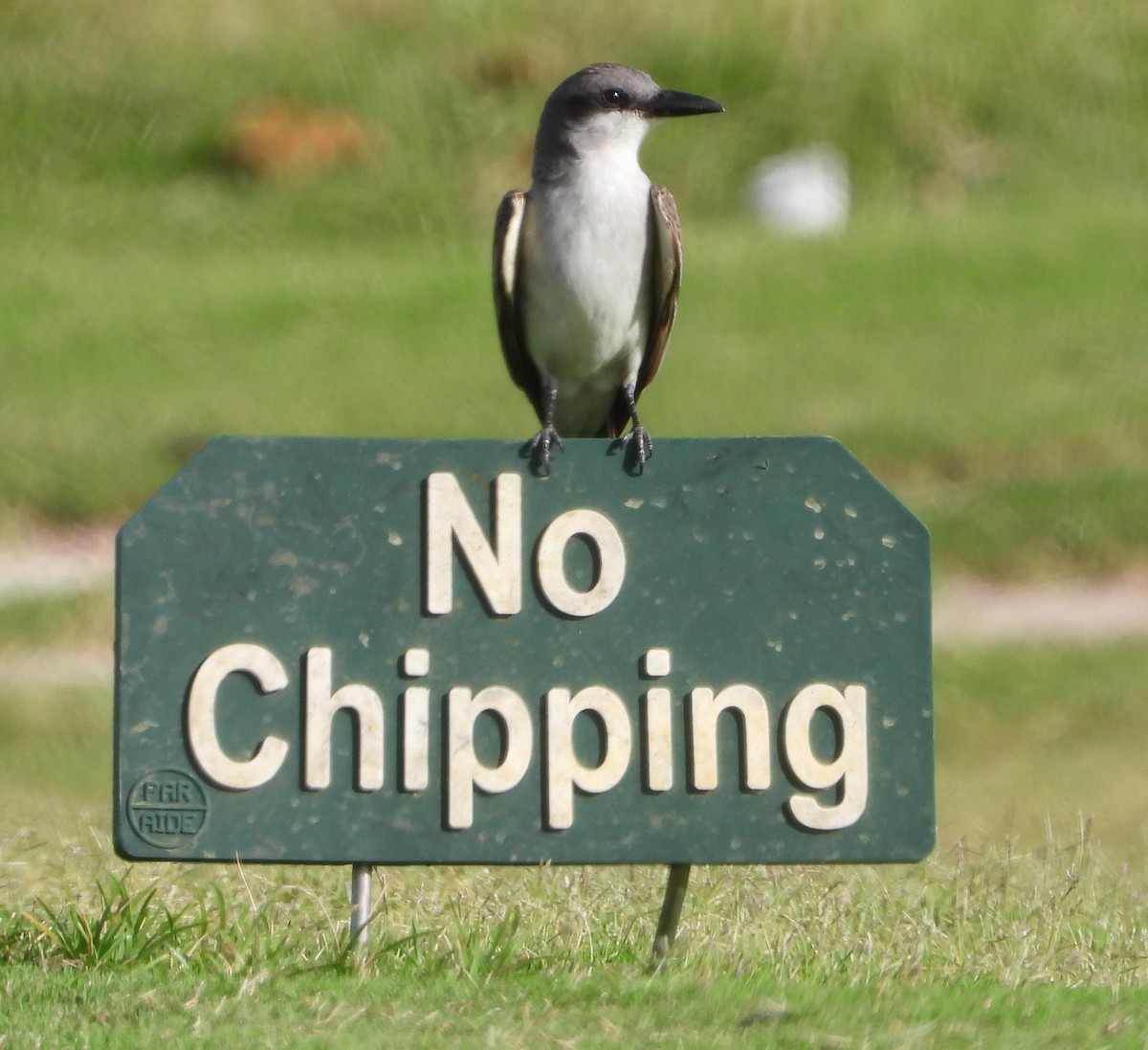 Gray Kingbird - ML637980208
