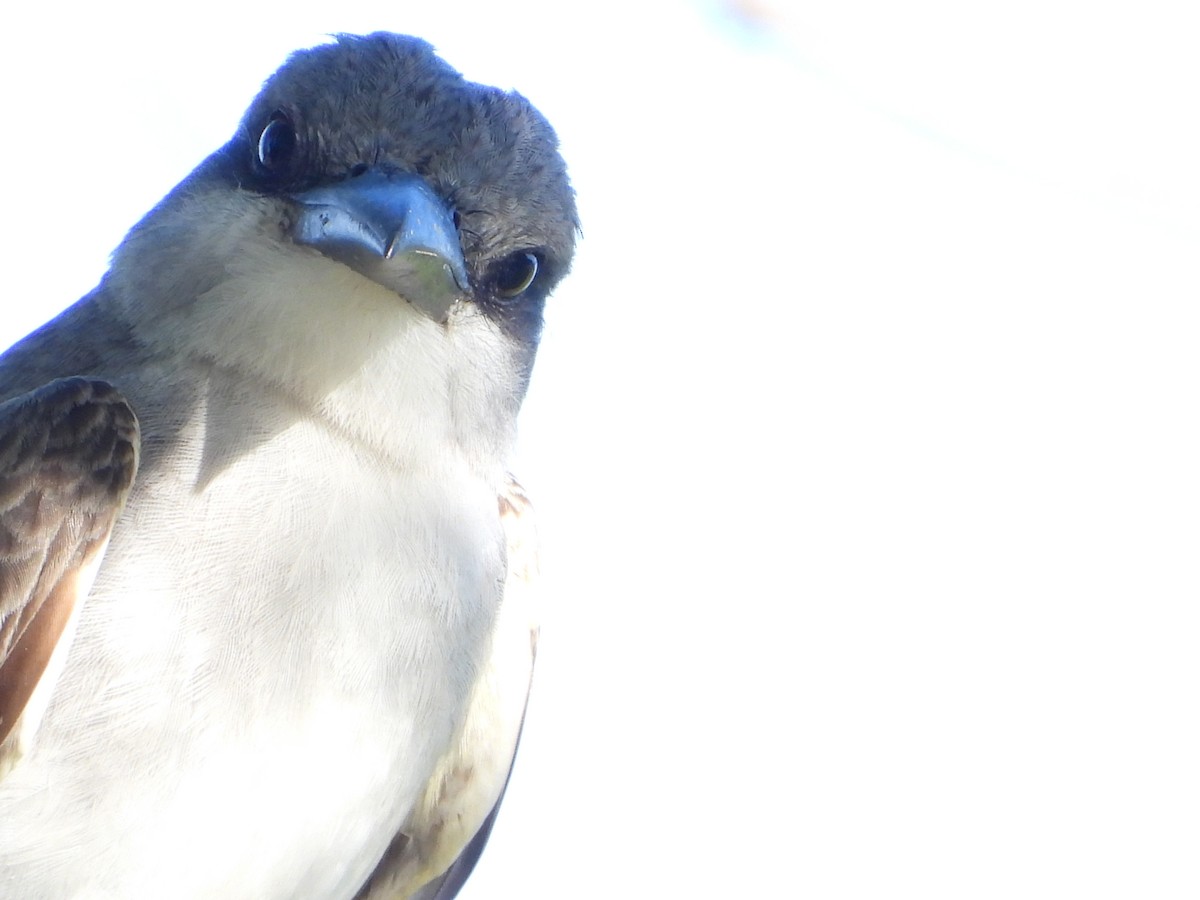 Gray Kingbird - ML637980210