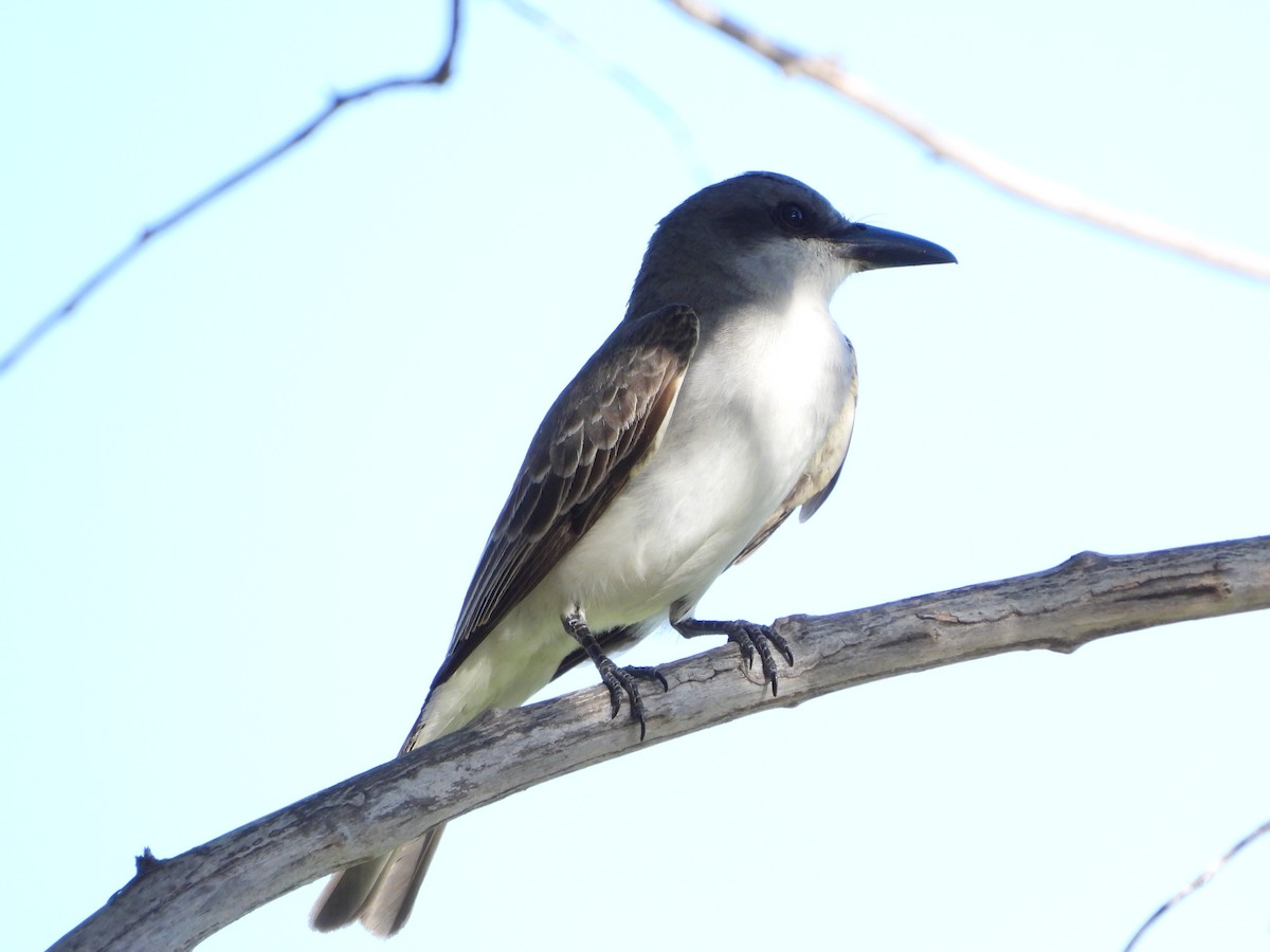 Gray Kingbird - ML637980211