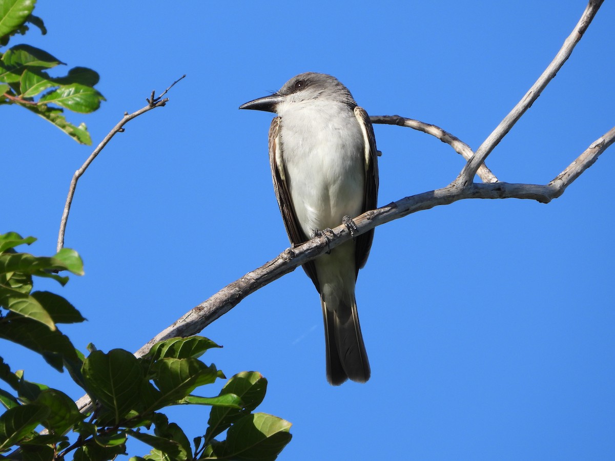 Gray Kingbird - ML637980212