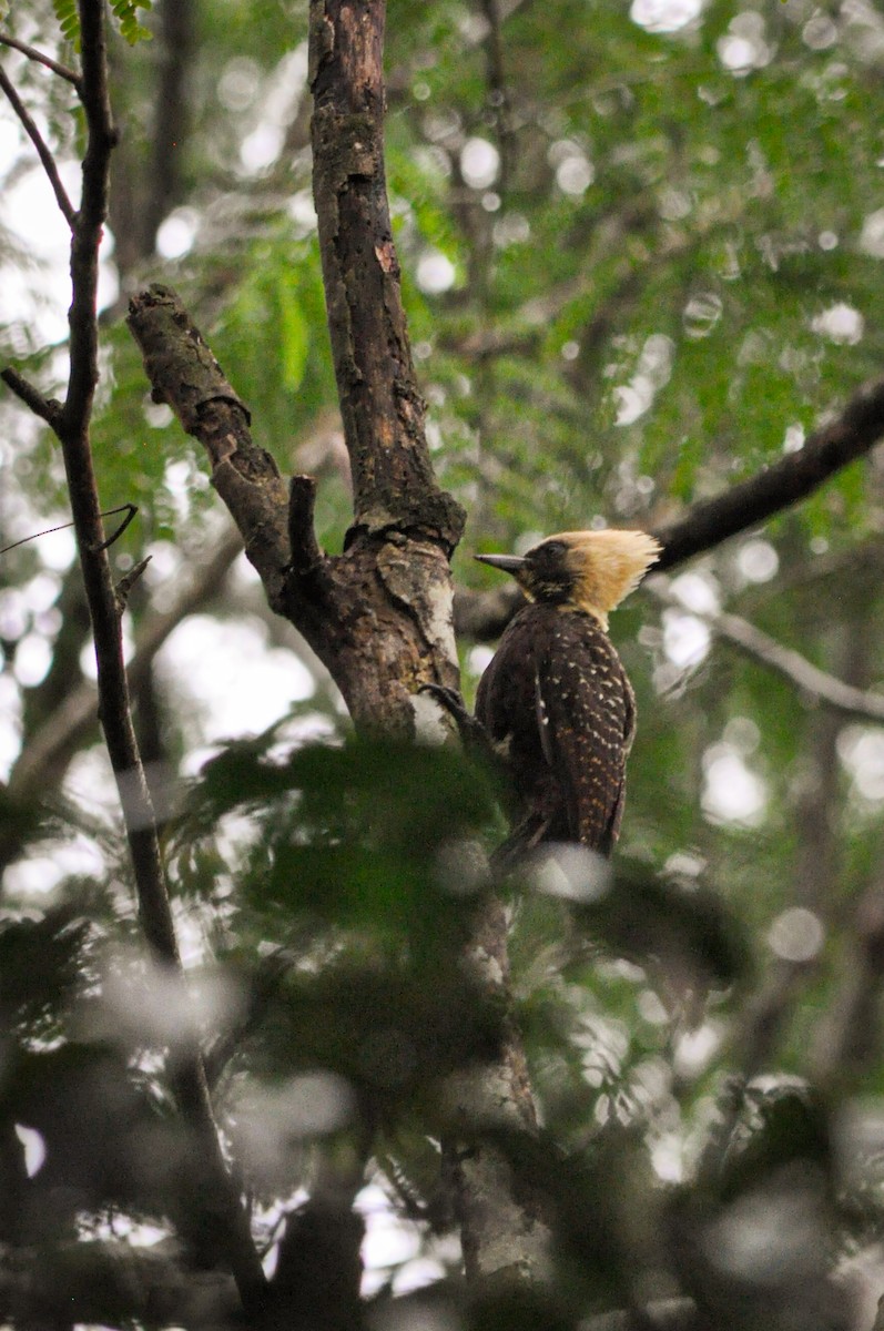 Pale-crested Woodpecker - ML637980289