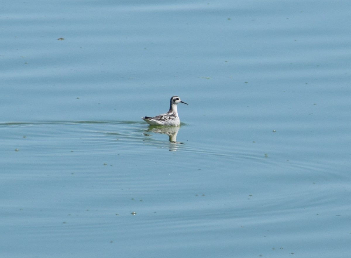 Red-necked Phalarope - ML637980352