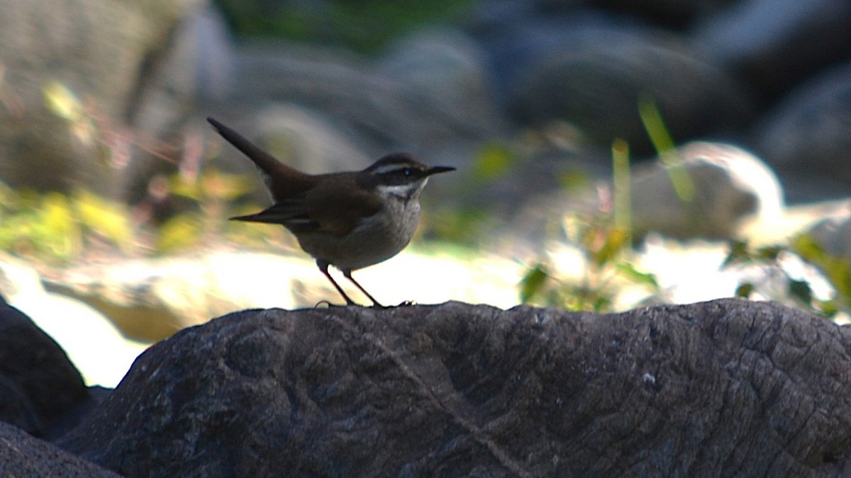 White-winged Cinclodes - ML637980381