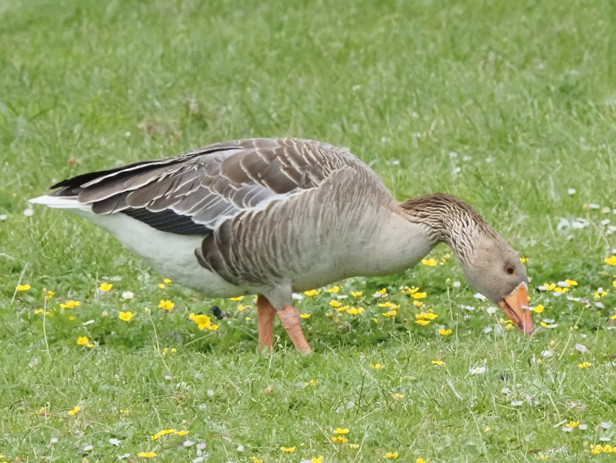 Graylag Goose - ML637980481