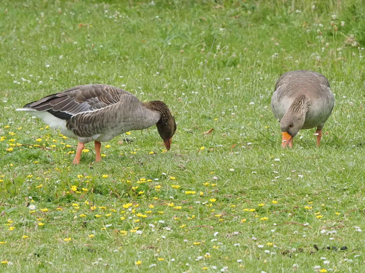 Graylag Goose - ML637980482