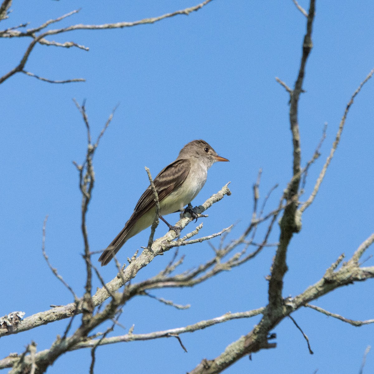 Empidonax sp. - ML637980490