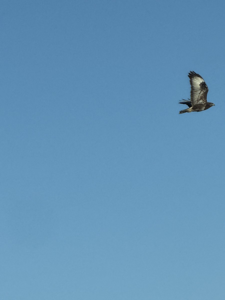 Common Buzzard - ML637980498