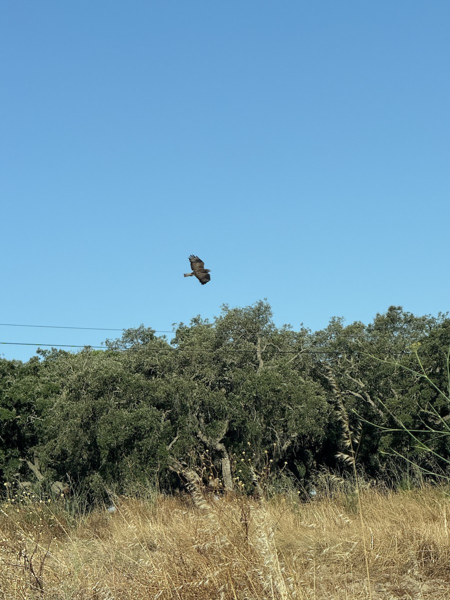 Common Buzzard - ML637980499