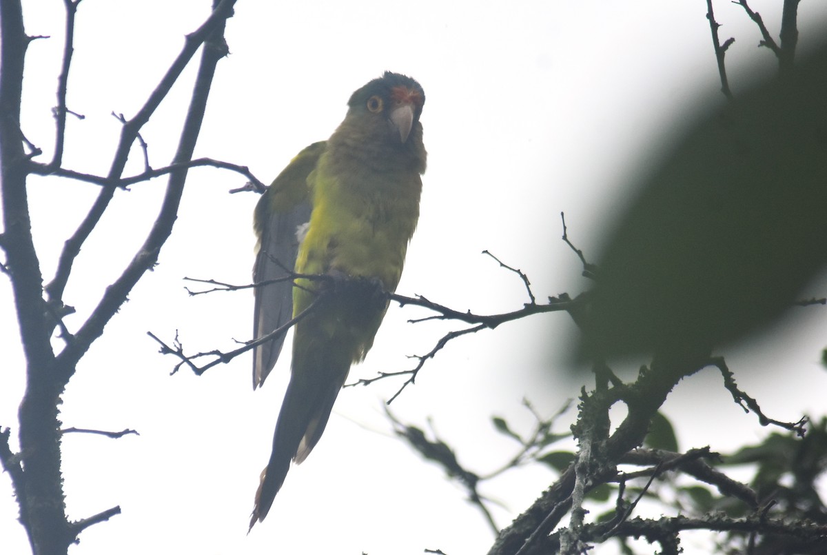 メキシコインコ - ML637980510