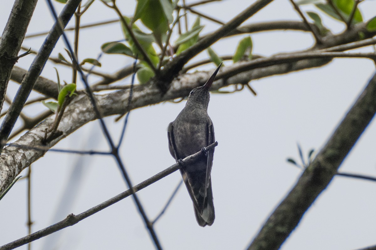 Scaly-breasted Hummingbird - ML637980512