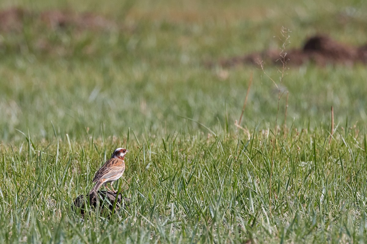 Pine Bunting - ML637980515