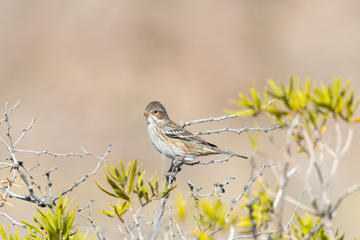 Mourning Sierra Finch - ML637980518