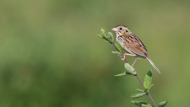 Henslow's Sparrow - ML637980524